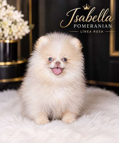 Hembra Pomeranian EXÓTICA LÍNEA RUSA CHOCOLATE 