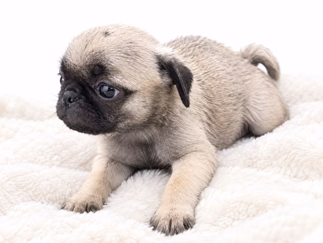 PUG CARLINO PADRES MINI  - Imagen 3