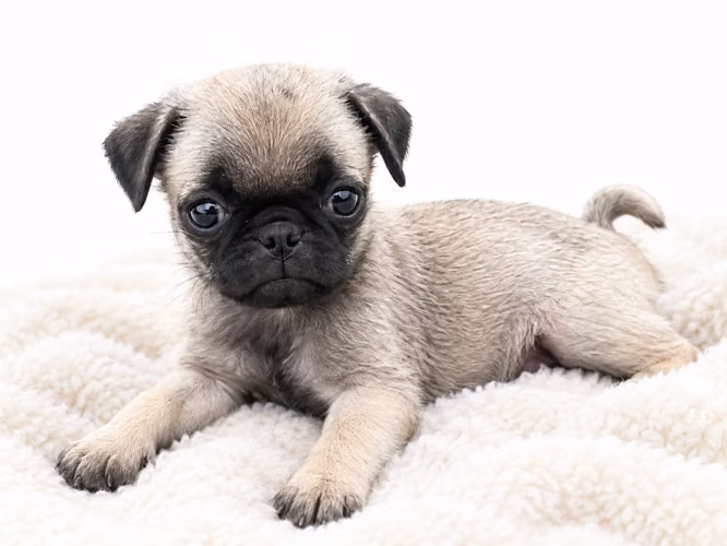 PUG CARLINO PADRES MINI  - Imagen 2
