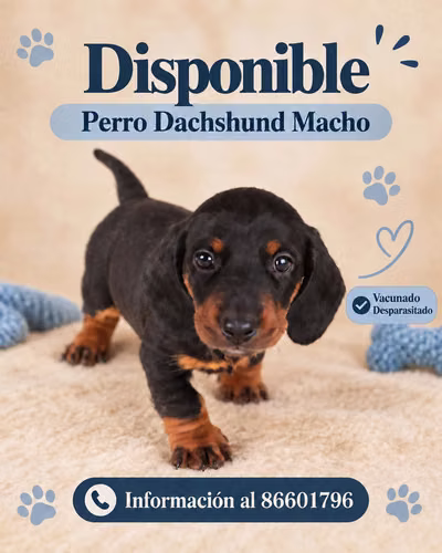 CACHORRO SALCHICHA MACHO