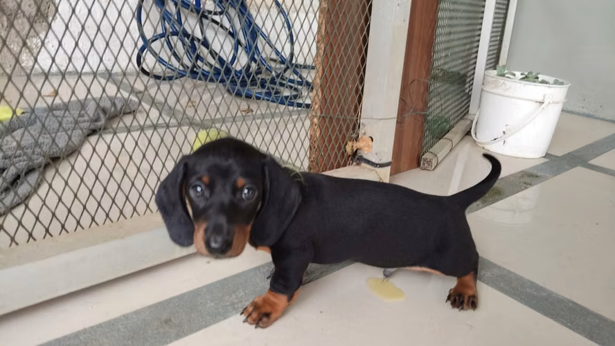 CACHORRO SALCHICHA MACHO - Imagen 4