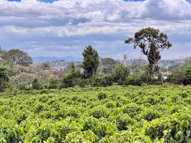 TERRENO PARA DESARROLLO EN SAN PABLO DE HEREDIA - Imagen 8