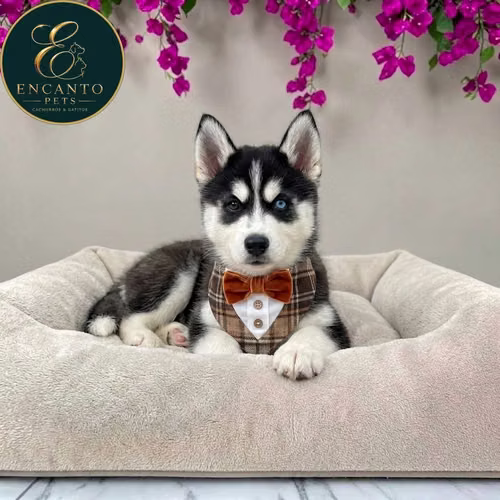 Cachorro HUSKY SIBERIANO disponible - Imagen 10