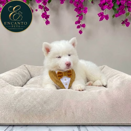 Cachorro HUSKY SIBERIANO disponible - Imagen 6