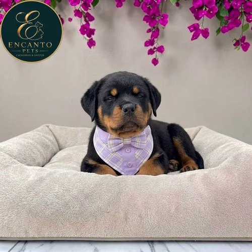 Cachorro ROTTWEILER LINEA AMERICANA disponible - Imagen 3