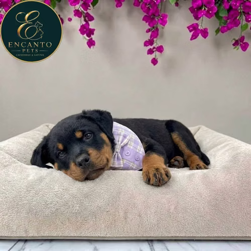 Cachorro ROTTWEILER LINEA AMERICANA disponible - Imagen 2