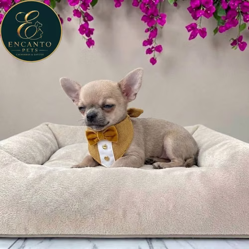 Cachorro CHIHUAHUA CABEZA DE MANZANA TRADICIONAL disponible - Imagen 3