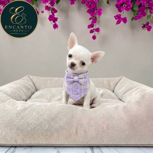 Cachorro CHIHUAHUA CABEZA DE MANZANA TRADICIONAL disponible - Imagen 6