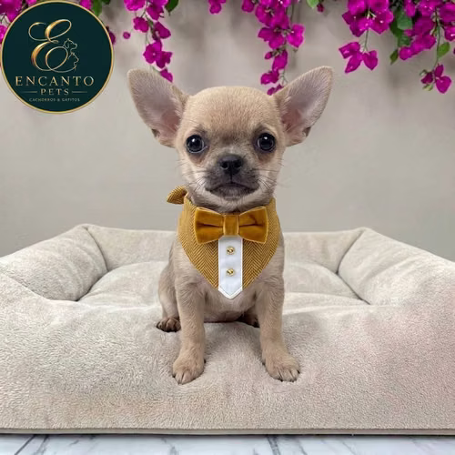 Cachorro CHIHUAHUA CABEZA DE MANZANA TRADICIONAL disponible - Imagen 7