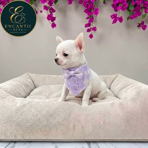 Cachorro CHIHUAHUA CABEZA DE MANZANA TRADICIONAL disponible - Imagen 5