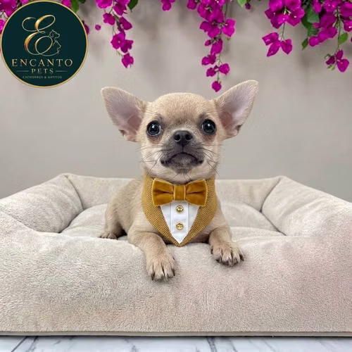 Cachorro CHIHUAHUA CABEZA DE MANZANA TRADICIONAL disponible - Imagen 2
