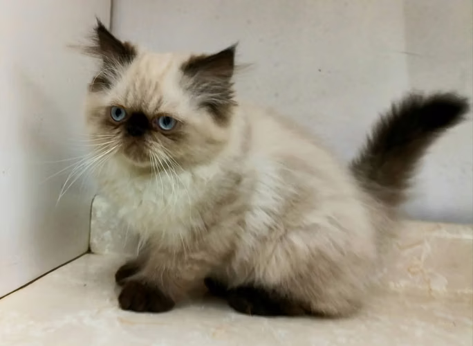 Himalaya Punto Foca - hembra (carita de muñeca) - Imagen 2