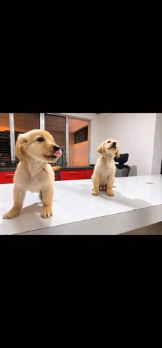 Golden Retriever cachorros - Macho y Hembra - Imagen 3