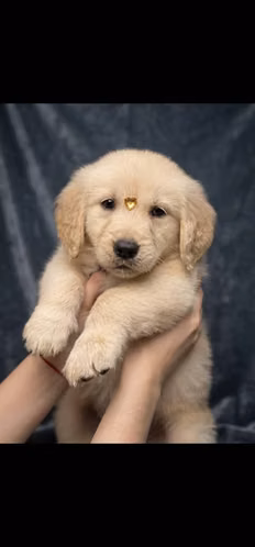 Golden Retriever cachorros - Macho y Hembra