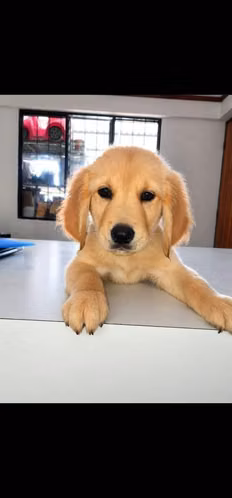 Golden Retriever cachorros - Macho y Hembra - Imagen 5