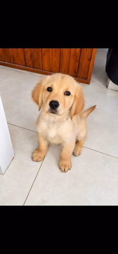Golden Retriever cachorros - Macho y Hembra - Imagen 6