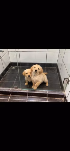 Golden Retriever cachorros - Macho y Hembra - Imagen 4