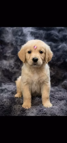 GOLDEN RETRIEVER