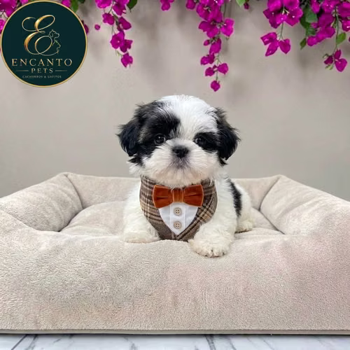 Cachorro MALTIPOO disponible - Imagen 3