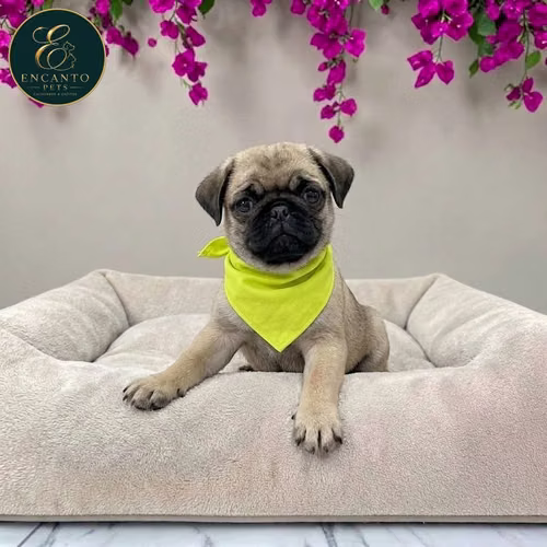 Cachorro PUG disponible - Imagen 5