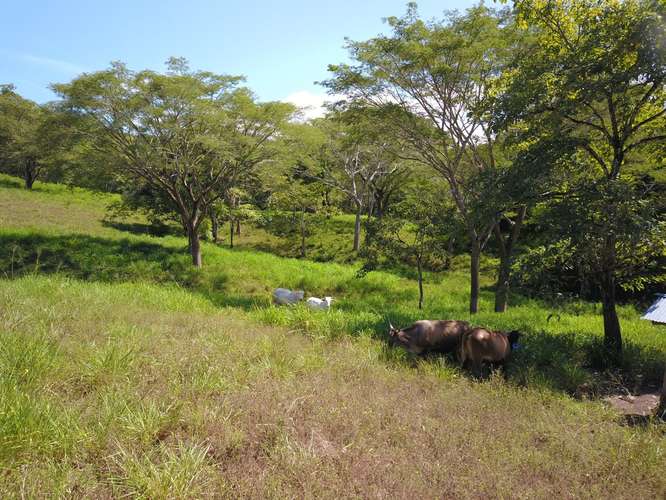 Finca en venta cerca de las playas, Nandayure Guanacaste - Imagen 4