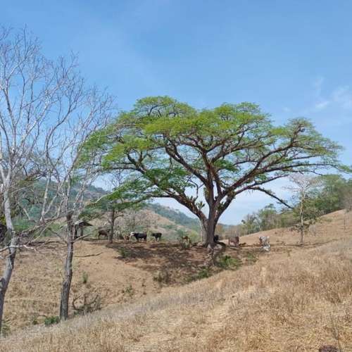 Finca en venta cerca de las playas, Nandayure Guanacaste - Imagen 5