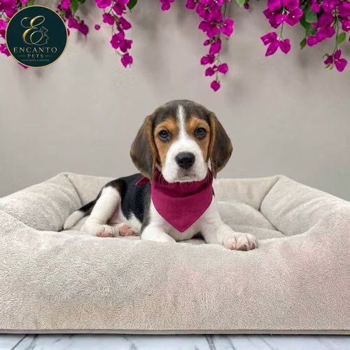 Cachorro BEAGLE POCKET AMERICANO TRADICIONAL disponible - Imagen 3