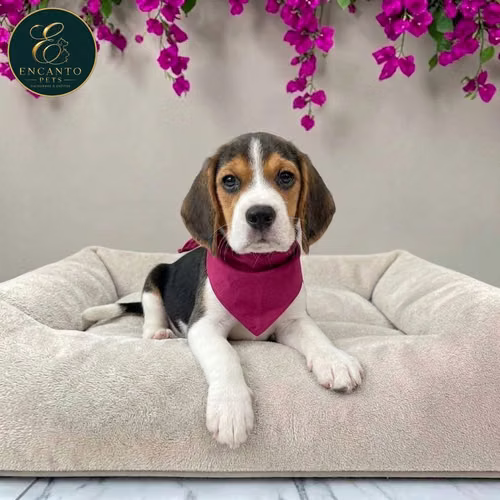 Cachorro BEAGLE POCKET AMERICANO TRADICIONAL disponible - Imagen 2