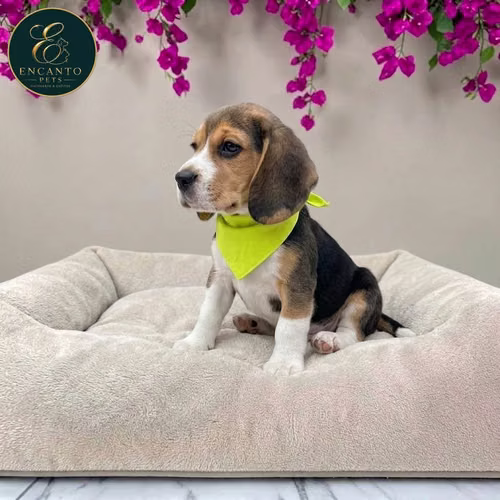 Cachorro BEAGLE POCKET AMERICANO TRADICIONAL disponible - Imagen 8