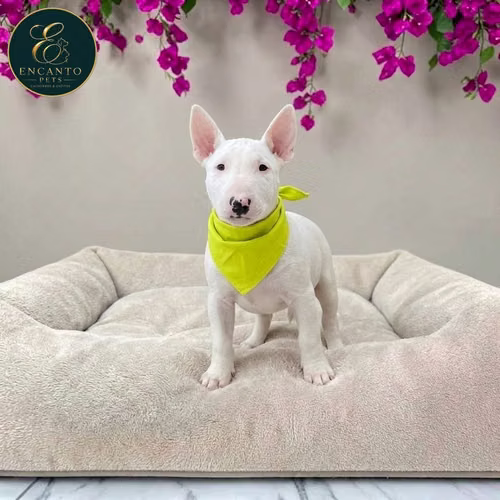 Cachorro Bull Terrier / Bull Terrier disponible - Imagen 3