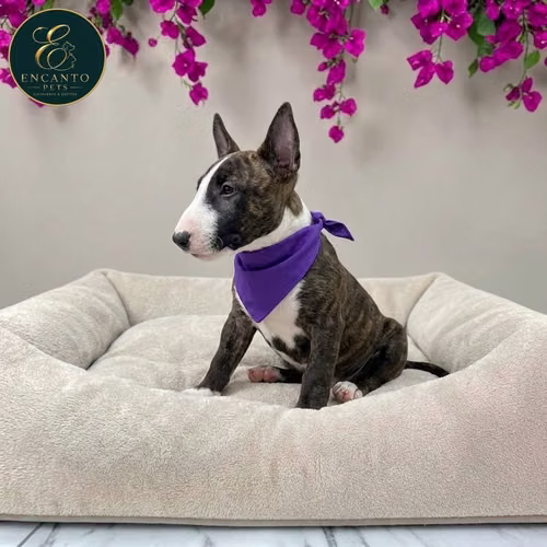 Cachorro Bull Terrier / Bull Terrier disponible