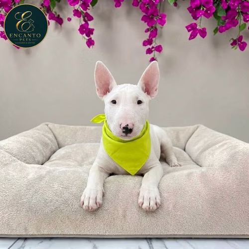 Cachorro Bull Terrier / Bull Terrier disponible - Imagen 2