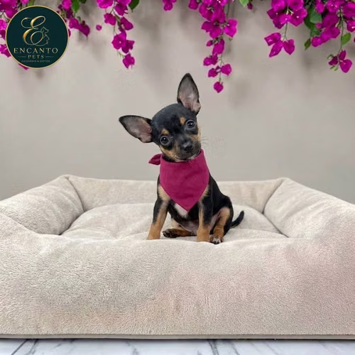 Cachorro DOBERMAN MINIATURA disponible - Imagen 6