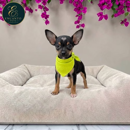 Cachorro DOBERMAN MINIATURA disponible