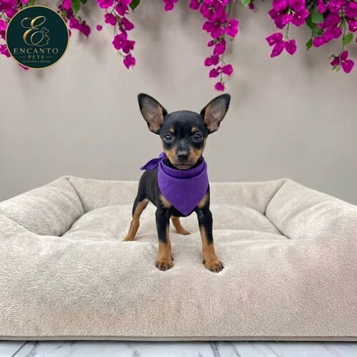 Cachorro DOBERMAN MINIATURA disponible - Imagen 8
