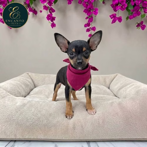 Cachorro DOBERMAN MINIATURA disponible - Imagen 5