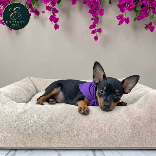 Cachorro DOBERMAN MINIATURA disponible - Imagen 9