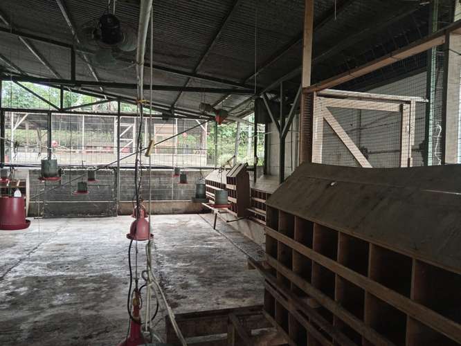 GRANJA AVICOLA SE VENDE EN SAN RAFAEL DE POAS, ALAJUELA - Imagen 6