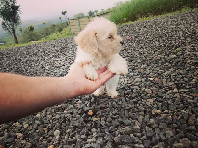 French pooble macho listo para entregar 100%puro más info al  - Imagen 3