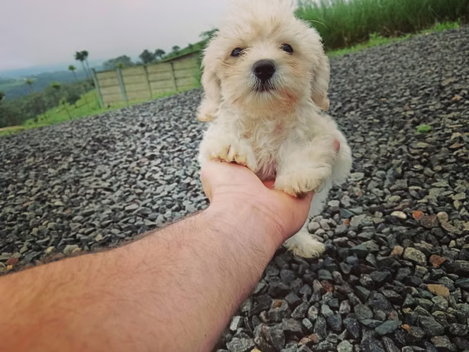 French pooble macho listo para entregar 100%puro más info al  - Imagen 5