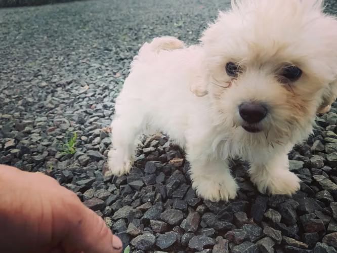 French pooble macho listo para entregar 100%puro más info al 