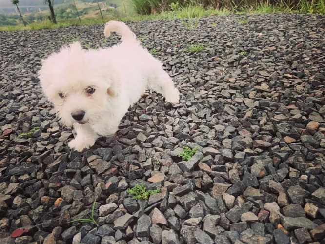 French pooble macho listo para entregar 100%puro más info al  - Imagen 2