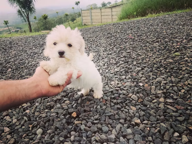 French pooble macho listo para entregar 100%puro más info al  - Imagen 4
