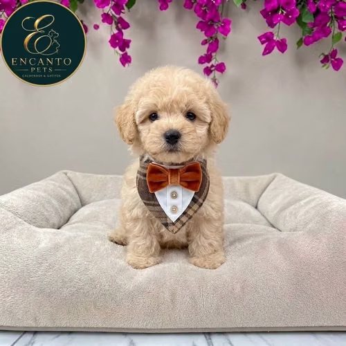 Cachorro French Poodle Mini Tradicional / Miniature Poodle disponible - Imagen 2