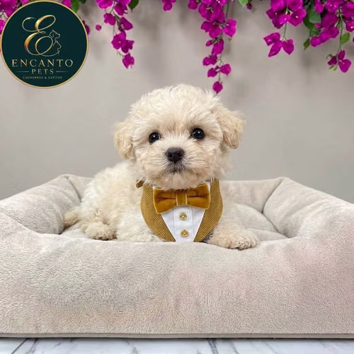 Cachorro French Poodle Mini Tradicional / Miniature Poodle disponible - Imagen 5