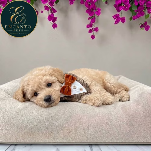 Cachorro French Poodle Mini Tradicional / Miniature Poodle disponible - Imagen 3