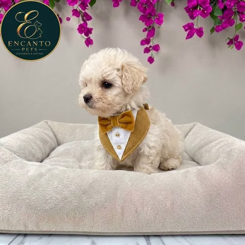 Cachorro French Poodle Mini Tradicional / Miniature Poodle disponible - Imagen 4