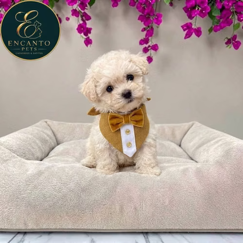 Cachorro French Poodle Mini Tradicional / Miniature Poodle disponible - Imagen 1