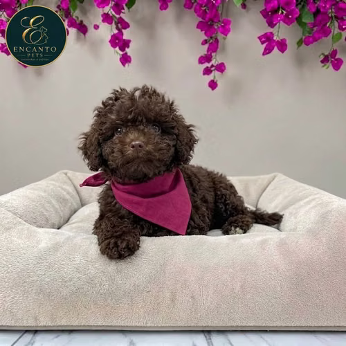 Cachorro FRENCH POODLE CHOCOLATE MINIATURA disponible - Imagen 8