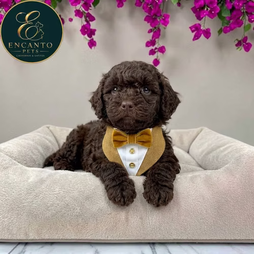 Cachorro FRENCH POODLE CHOCOLATE MINIATURA disponible - Imagen 2